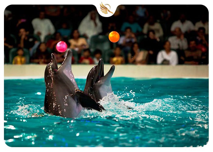 حرکات نمایشی دلفین‌ها در دلفیناریوم دبی
