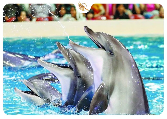 دلفین‌های این پارک موضوعی در دبی
