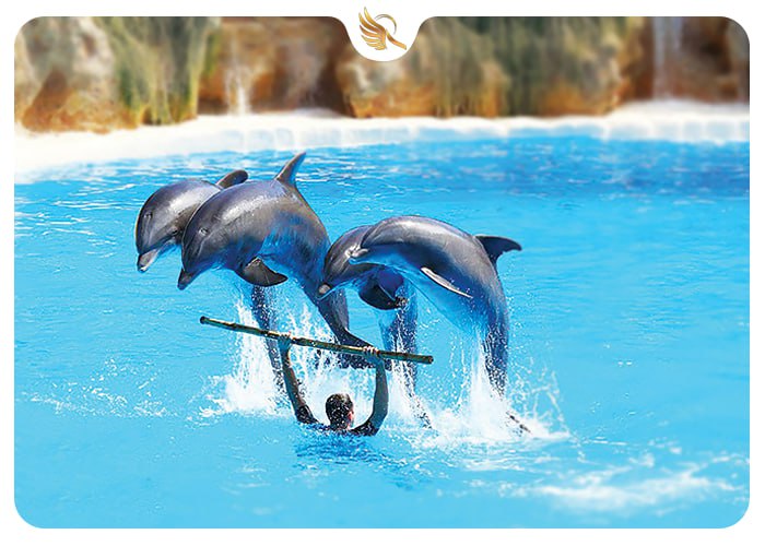 حرکات زیبای دلفین‌ها با مربی خود در پارک دلفیناریوم دبی