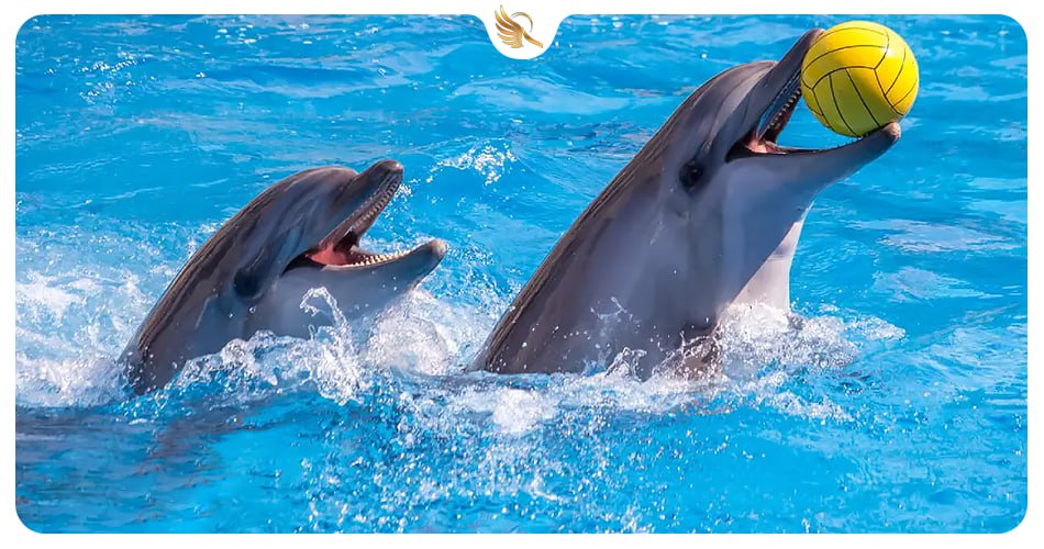 دلیفناریوم دبی، ملاقات با دلفین‌های در امارات